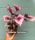 Begonia ‘Kotobuki’ – Live Plant in 4.5” Pot | Rare Collector Begonia | Tropical Houseplant