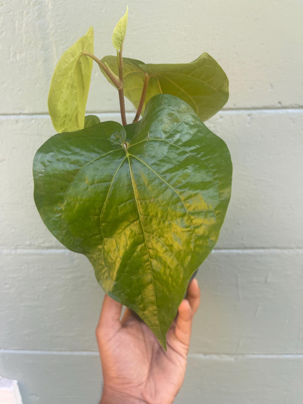 Piper Betel Plant | Betel Leaf Vine