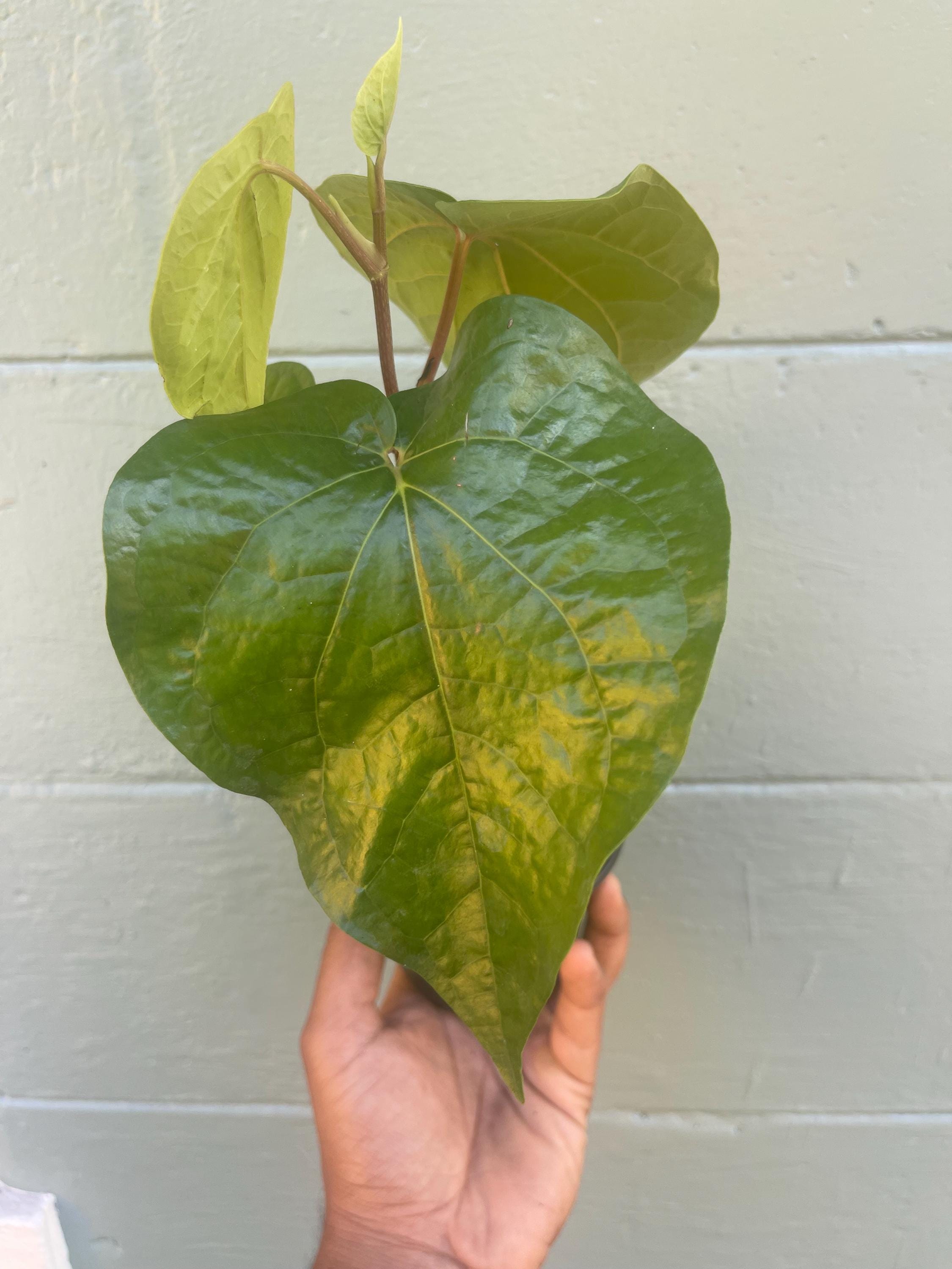 Piper Betel Plant | Betel Leaf Vine