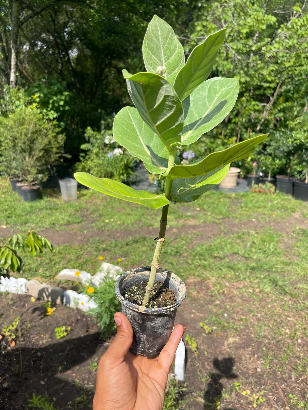 Giant milkweed (Calotropis gigantea) – Rare Tropical Flowering Plant – 4” Pot