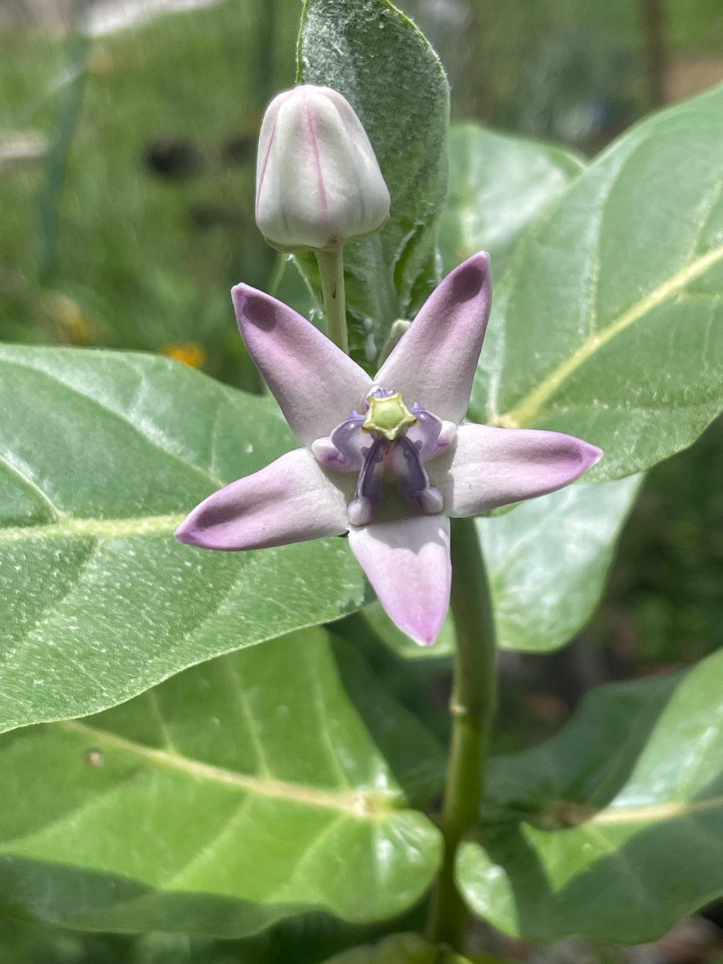 Giant milkweed (Calotropis gigantea) – Rare Tropical Flowering Plant – 4” Pot