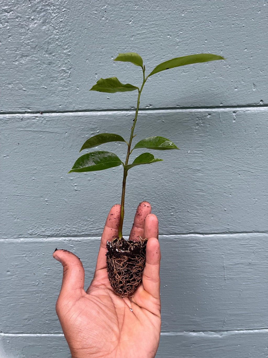Soursop Live Plant – Annona Muricata Tropical Fruit Tree