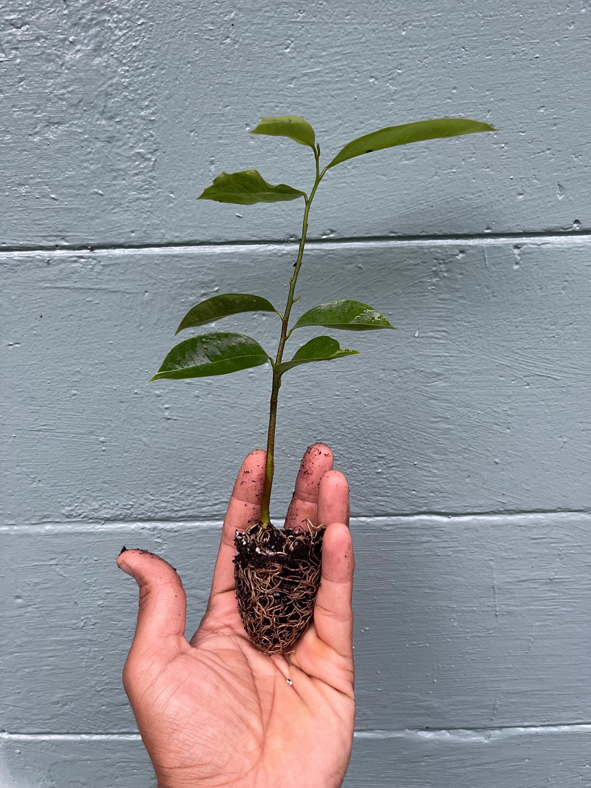 Soursop Live Plant – Annona Muricata Tropical Fruit Tree