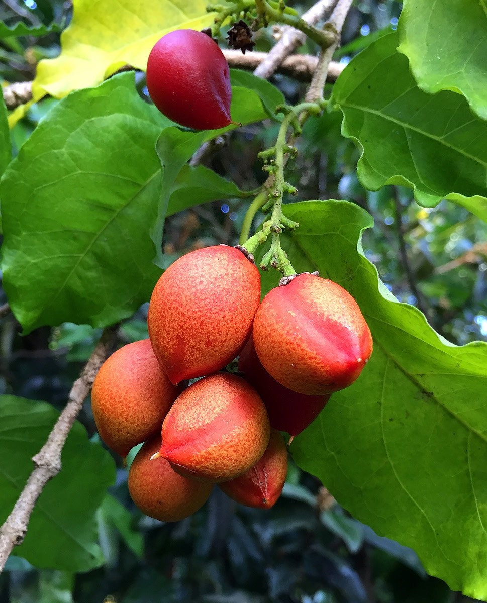Rare Peanut Butter Fruit Tree: Well Rooted Starter Plant