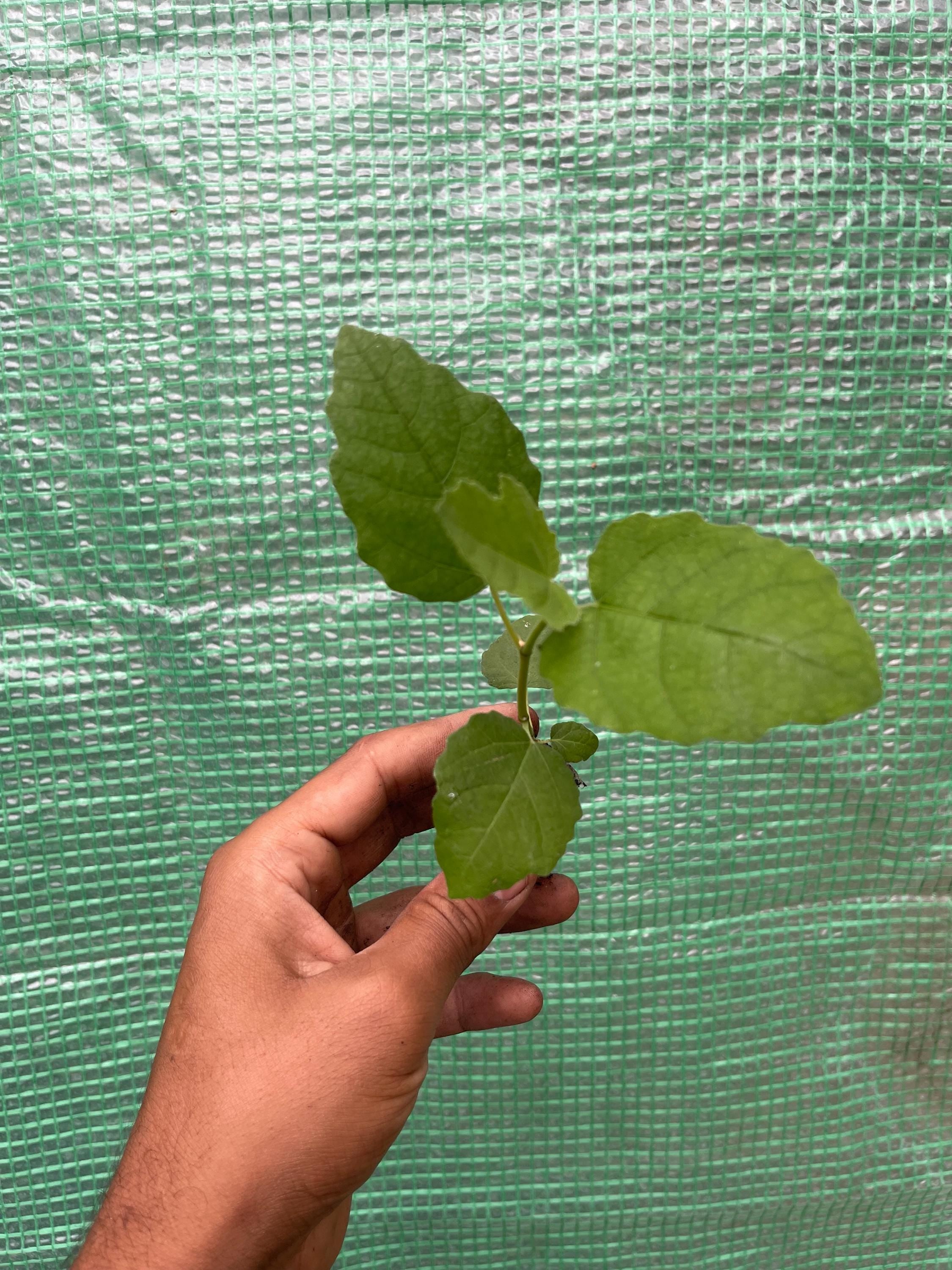 Fignomenal Dwarf Fig Tree – Compact Edible Fruit Plant for Pots