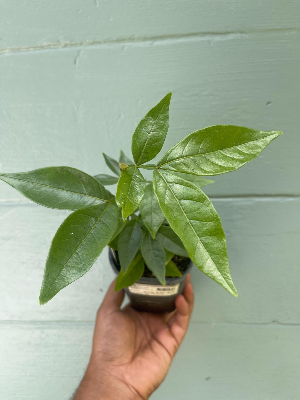 Ice Cream Bean Tree – Fast Growing Tropical Fruit Plant, Vanilla Pods