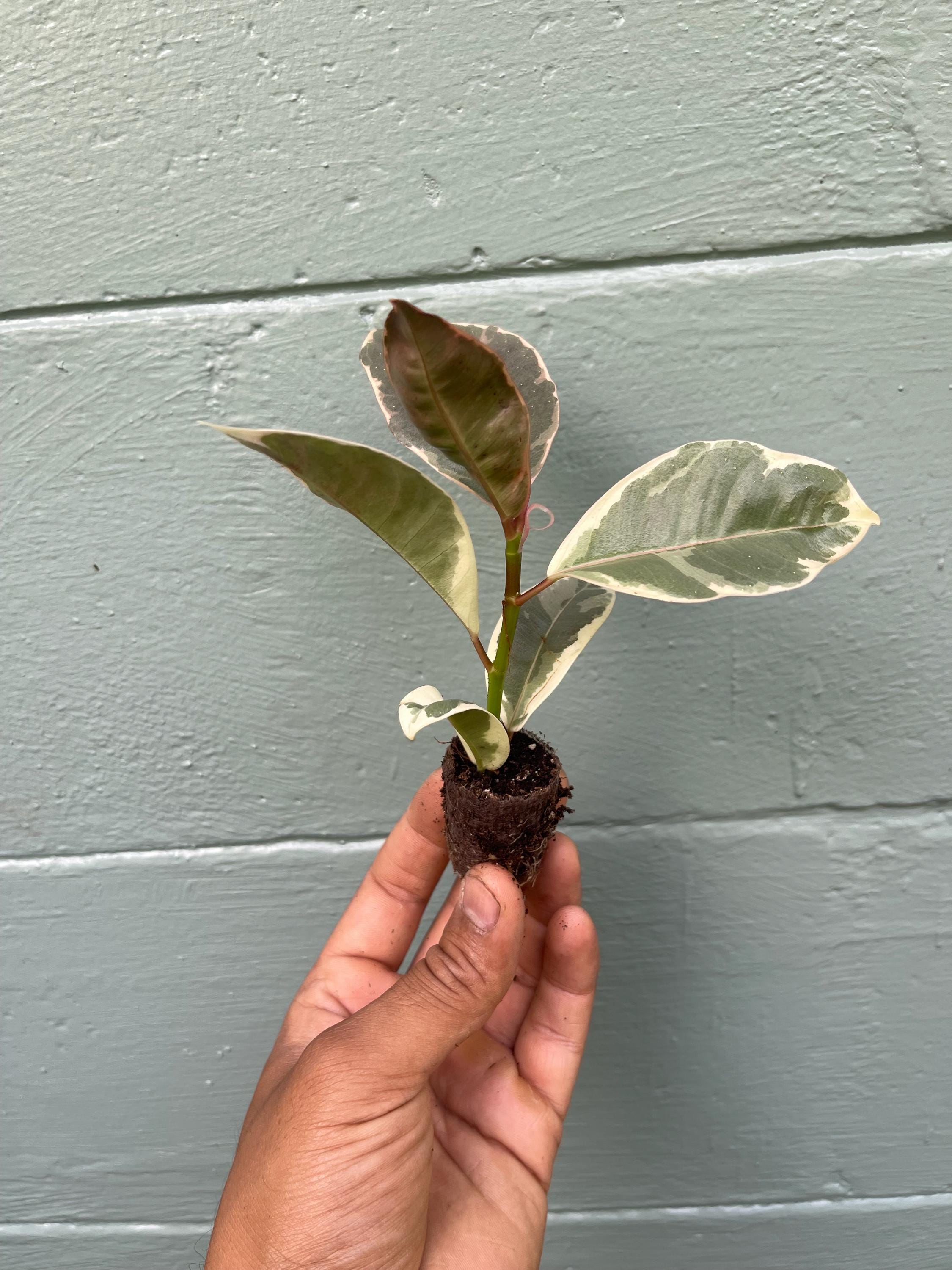 Variegated Rubber Tree 'Tineke': Easy-Care Tropical Houseplant