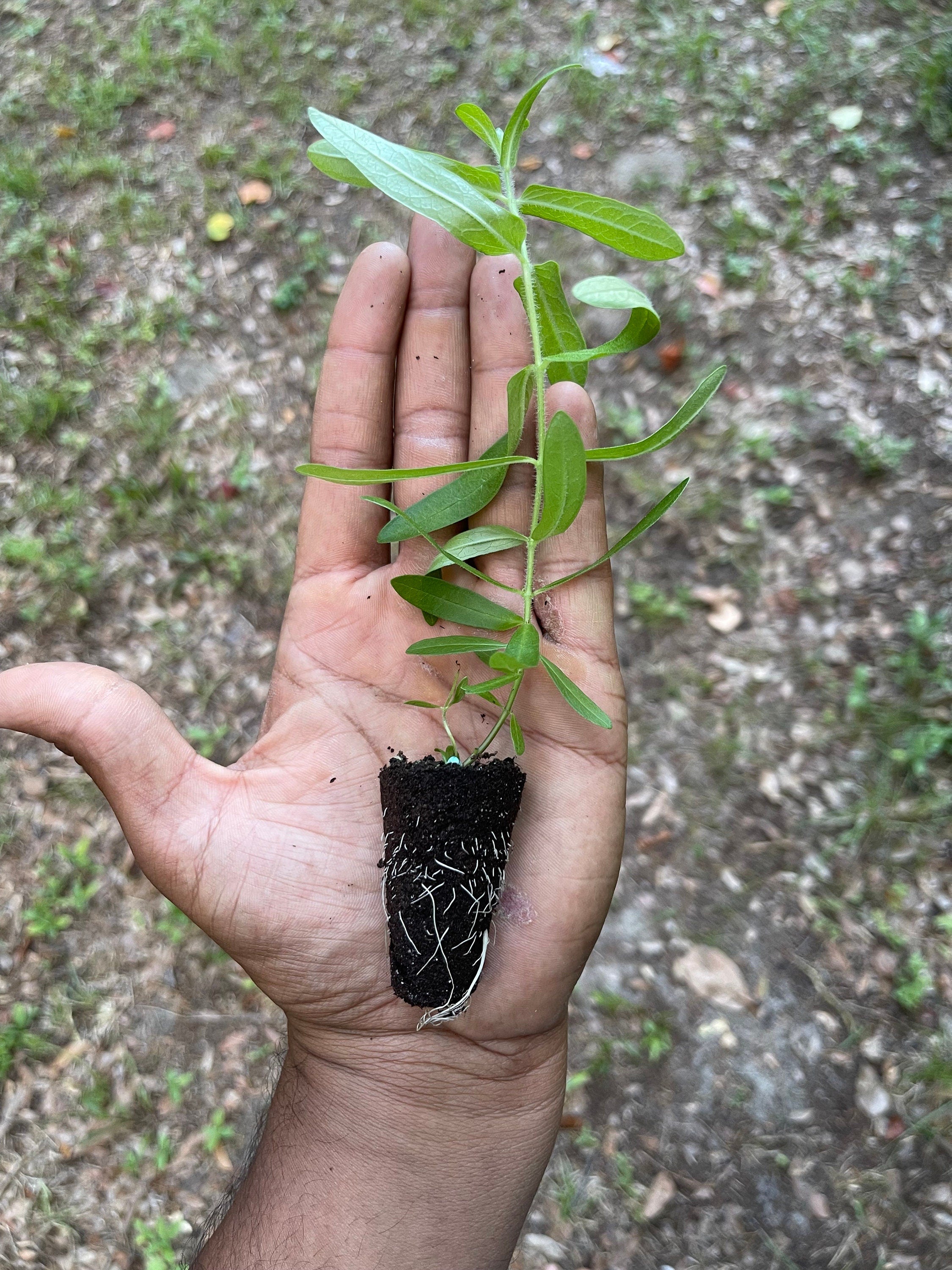 Butterfly Milkweed Plants (Asclepias Tuberosa) - Native Perennial for Pollinator Gardens, Bright Orange Flowers