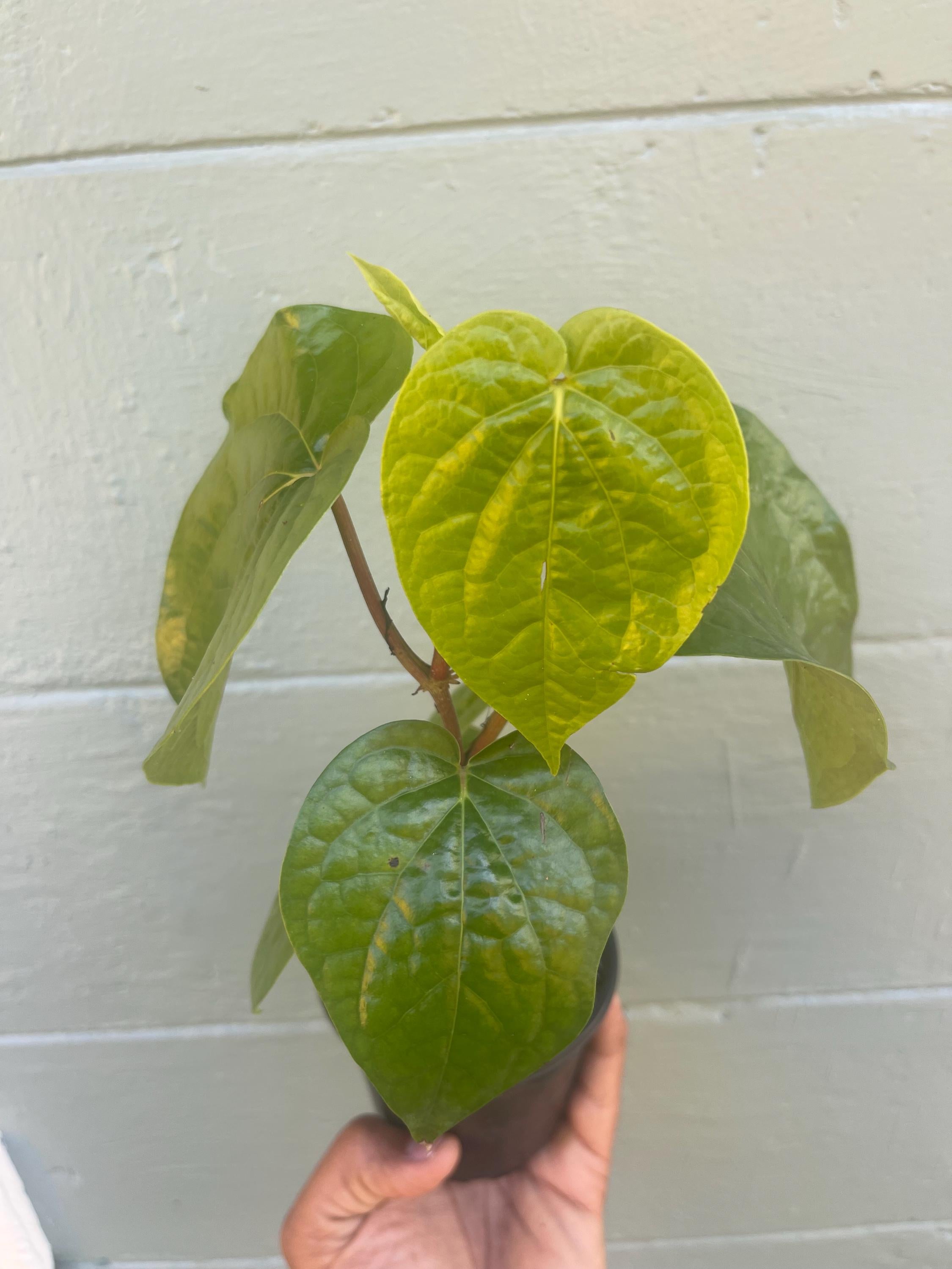 Piper Betel Plant | Betel Leaf Vine