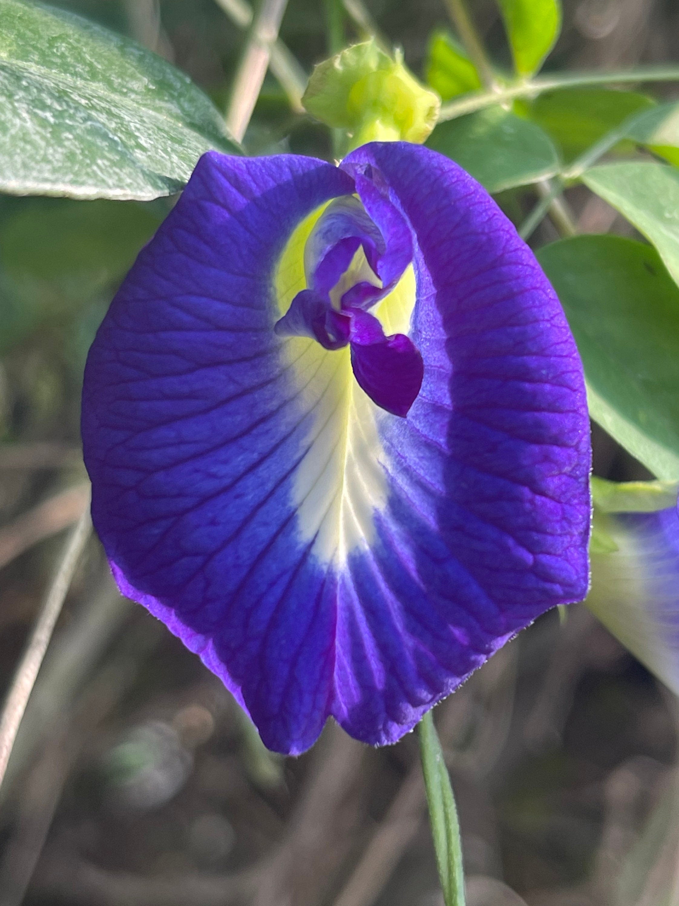 Live plant- Butterfly pea flower plant