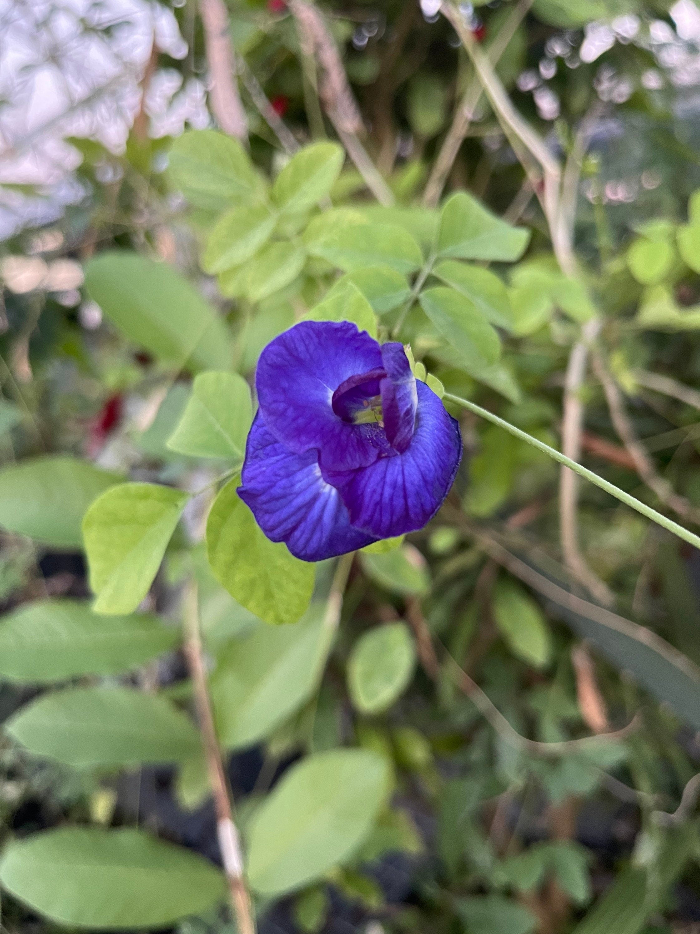 Live plant- Butterfly pea flower plant