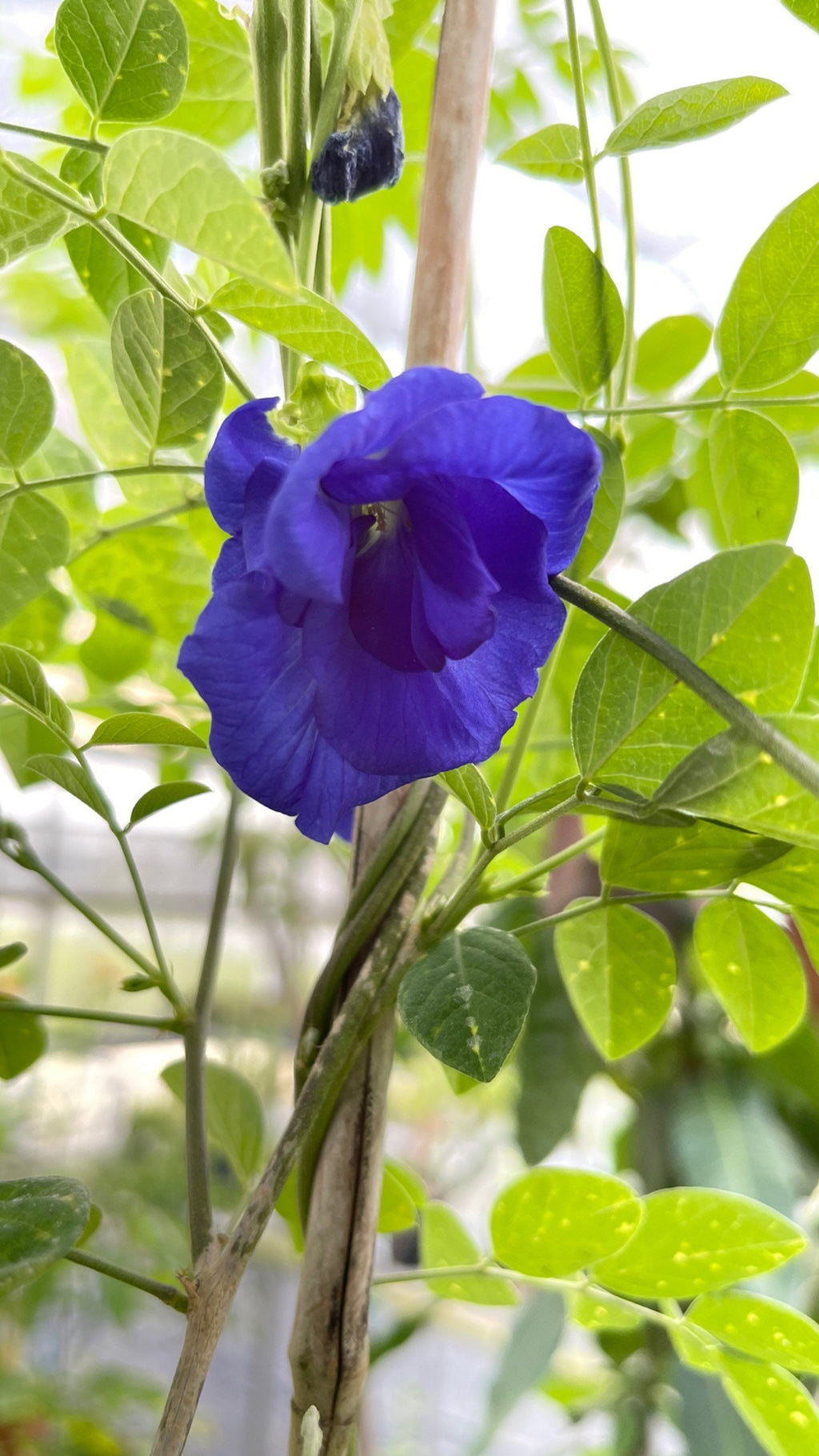 Live plant- Butterfly pea flower plant
