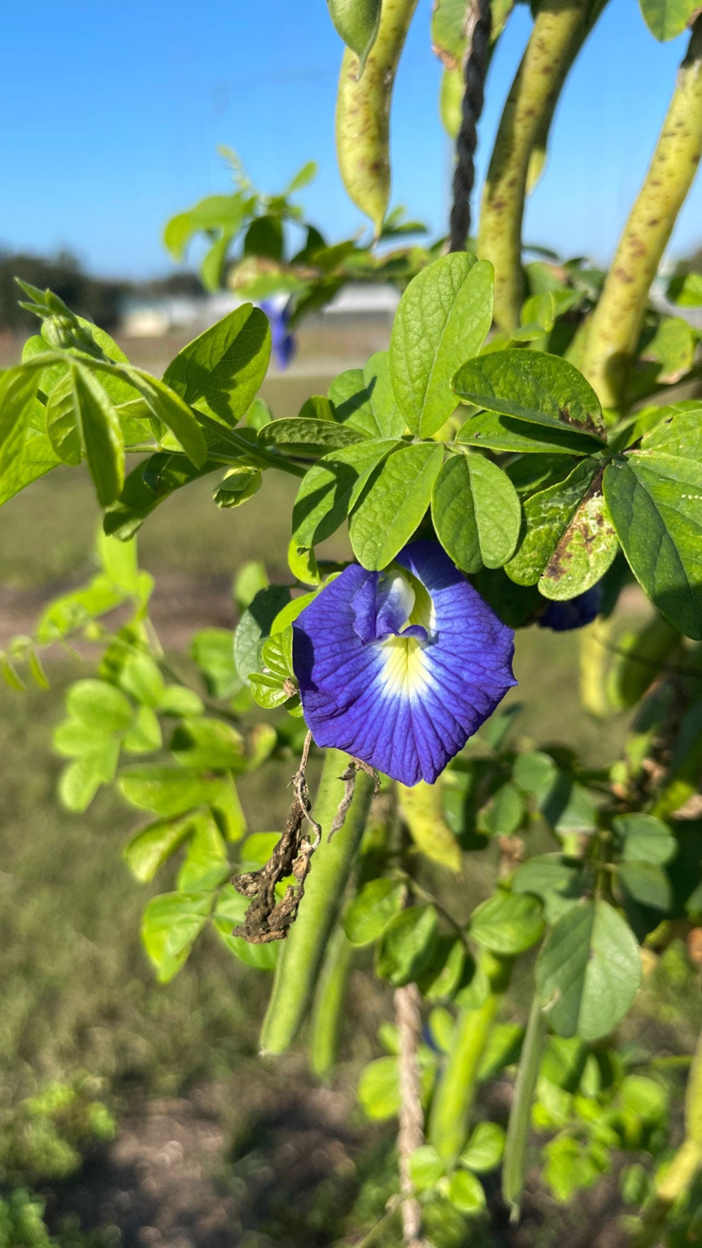 Live plant- Butterfly pea flower plant