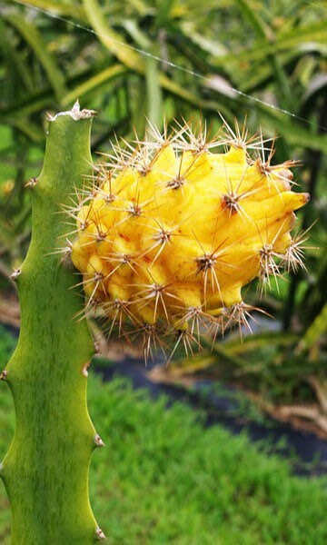Yellow dragonfruit plants