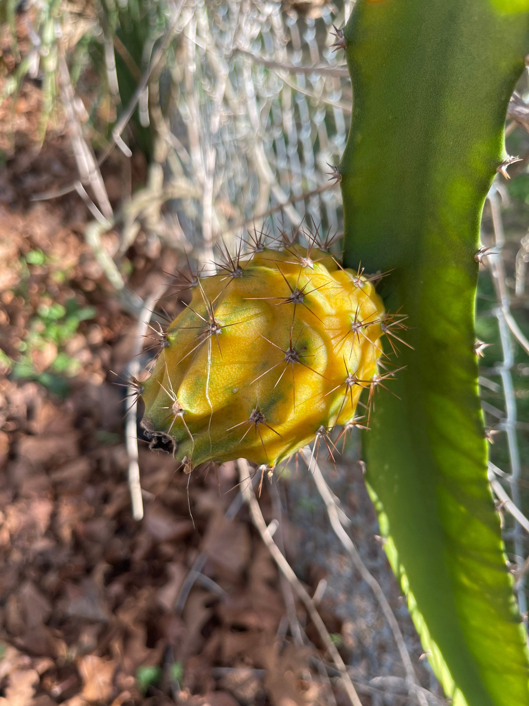Yellow dragonfruit plants