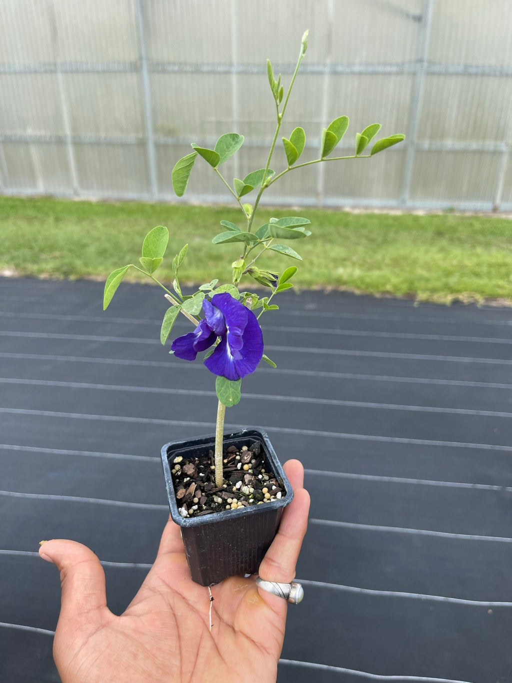 Live plant- Butterfly pea flower plant