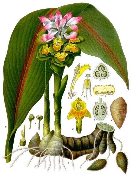 Rooted Turmeric Plants (Curcuma longa) – Culinary Herb Garden Starter