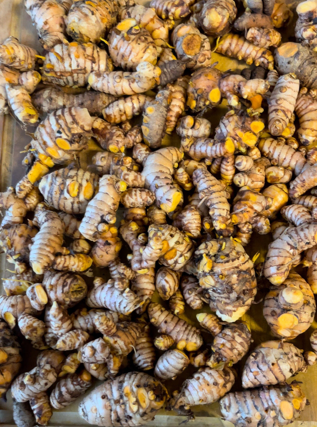 Rooted Turmeric Plants (Curcuma longa) – Culinary Herb Garden Starter
