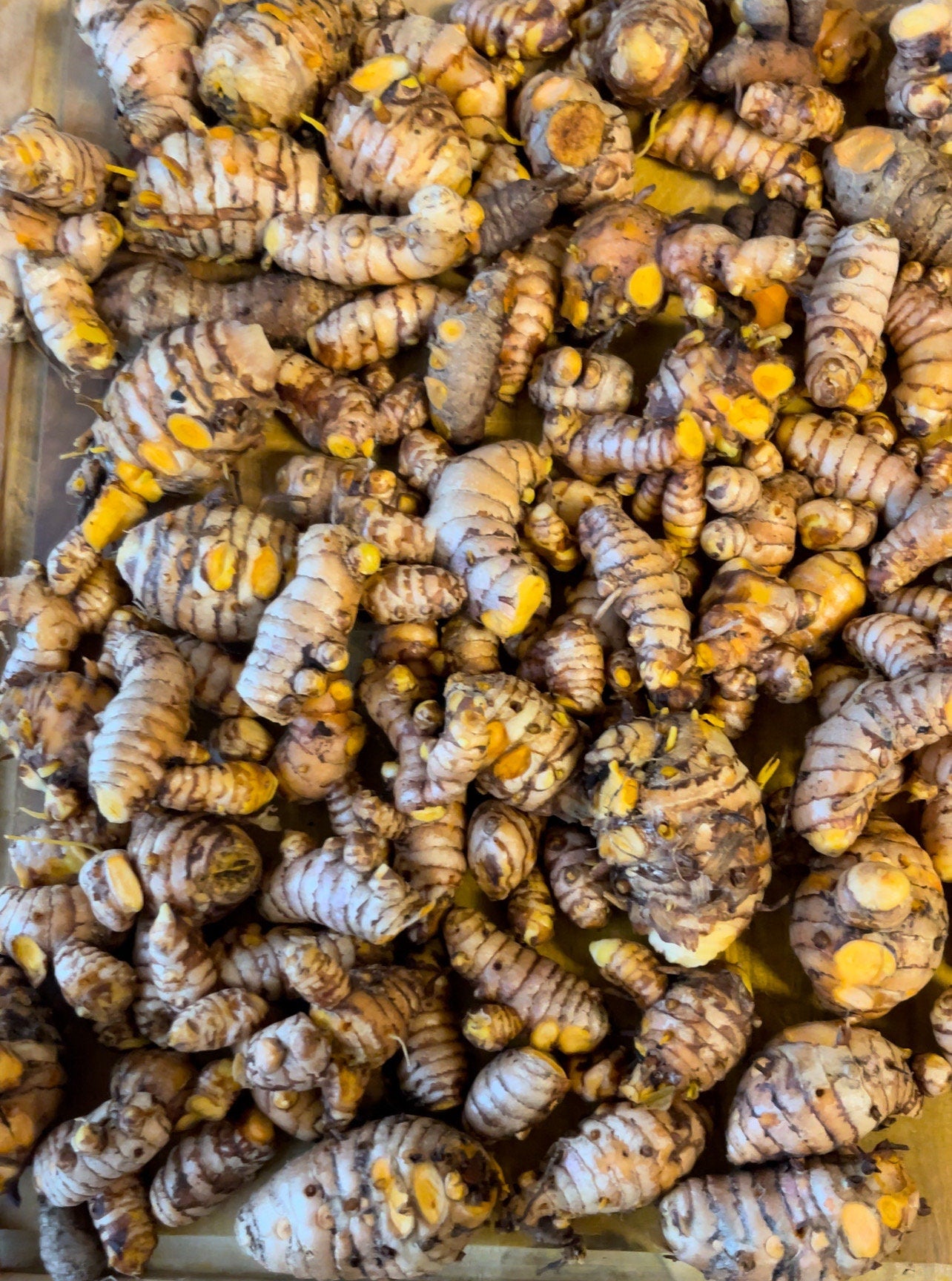 Rooted Turmeric Plants (Curcuma longa) – Culinary Herb Garden Starter