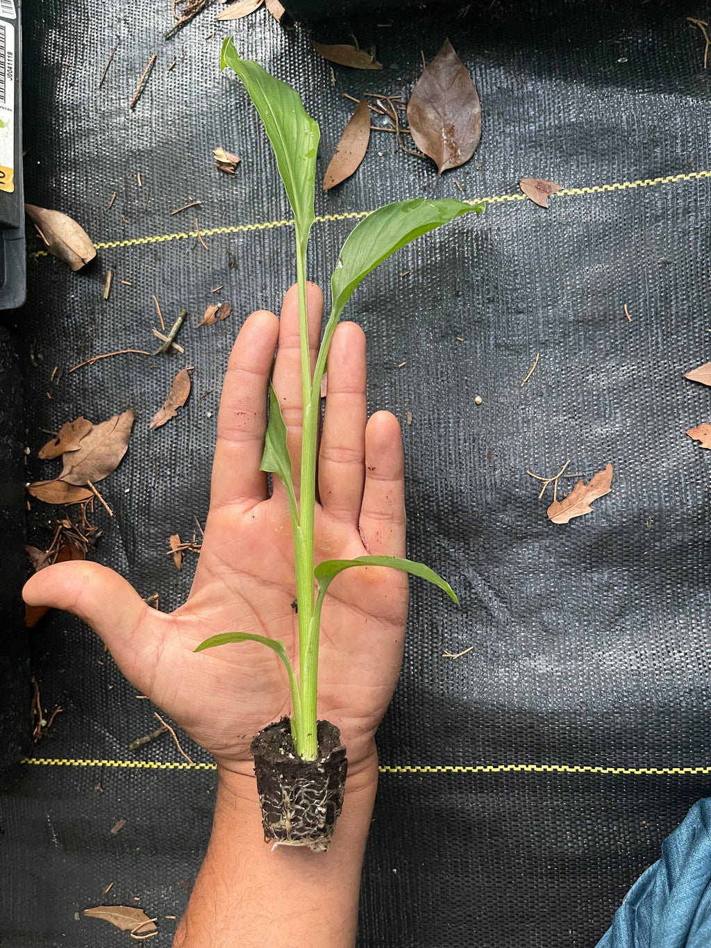 Rooted Turmeric Plants (Curcuma longa) – Culinary Herb Garden Starter
