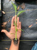 Rooted Turmeric Plants (Curcuma longa) – Culinary Herb Garden Starter