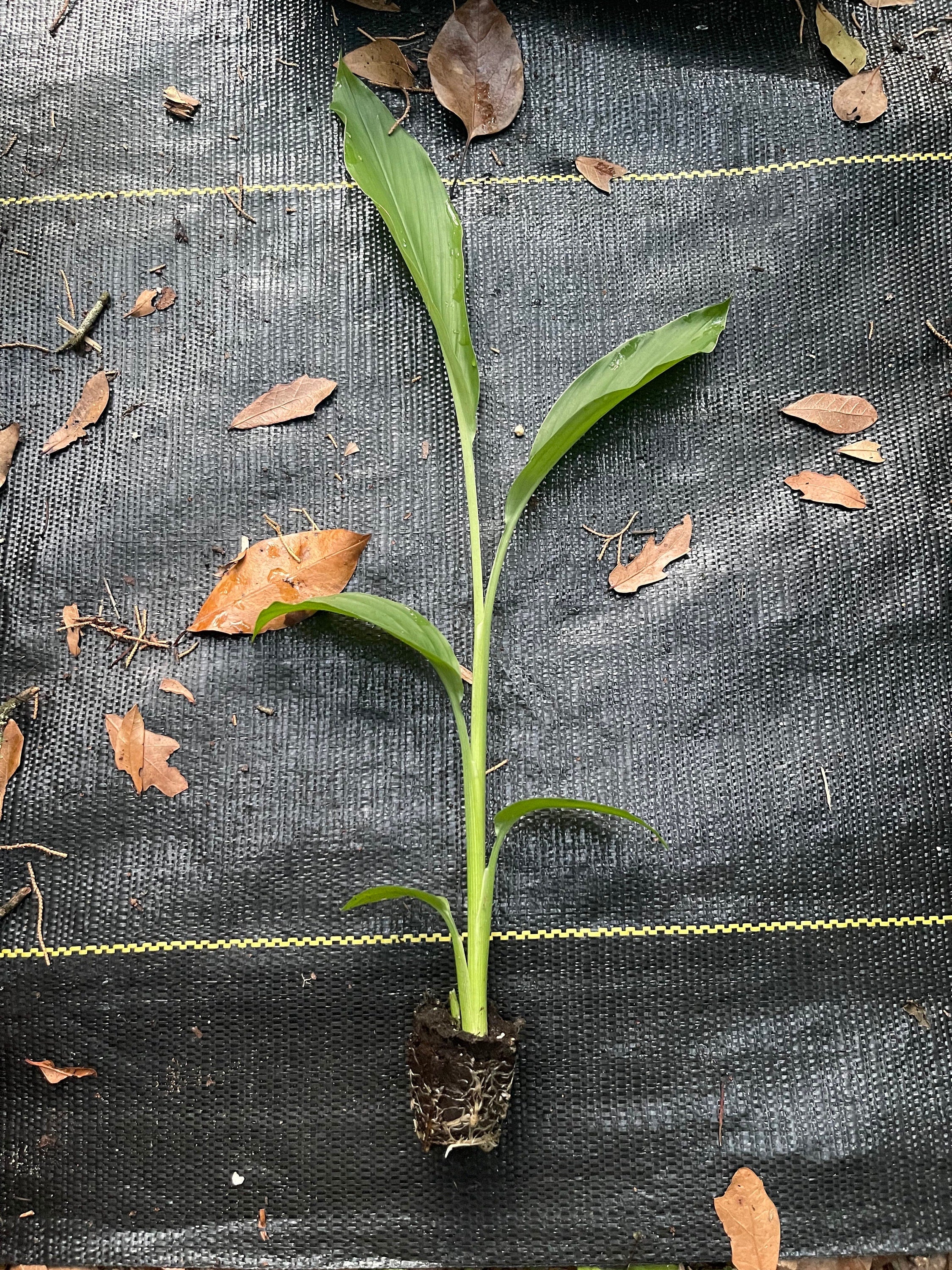 Rooted Turmeric Plants (Curcuma longa) – Culinary Herb Garden Starter