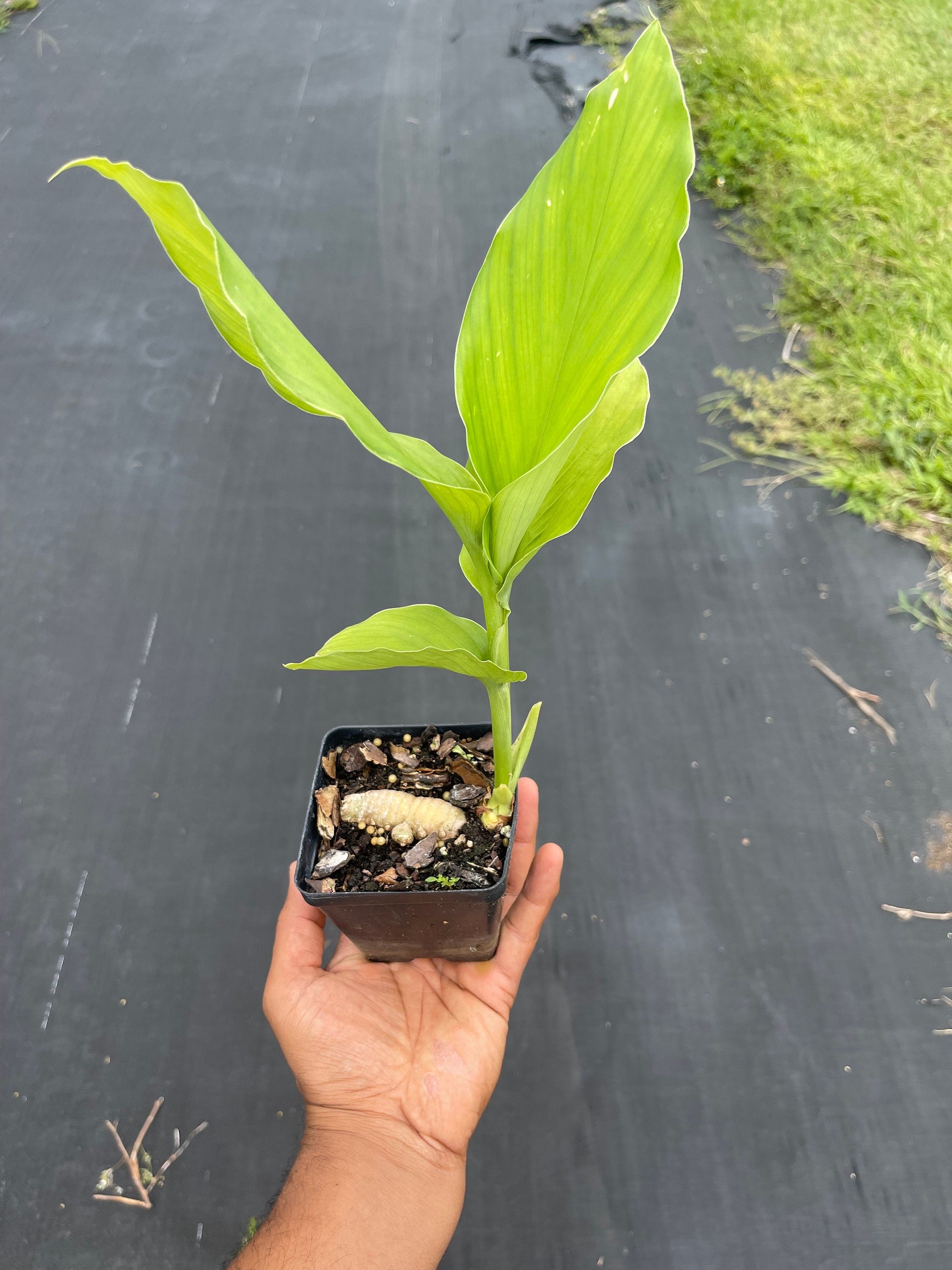 Turmeric plants (4 Inch containers)
