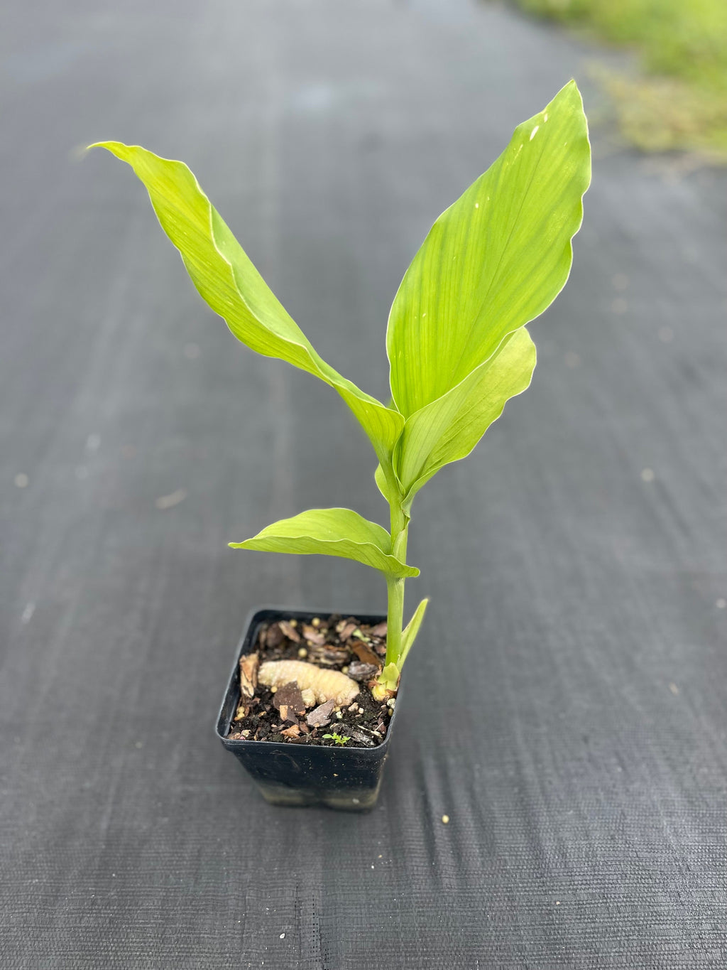 Turmeric plants (4 Inch containers)