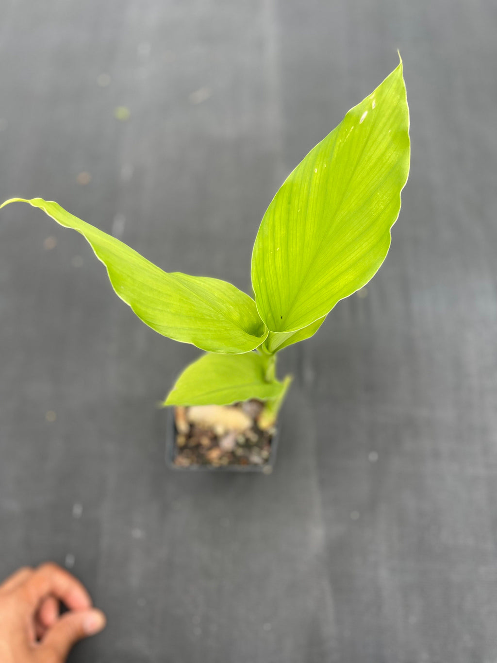 Turmeric plants (4 Inch containers)