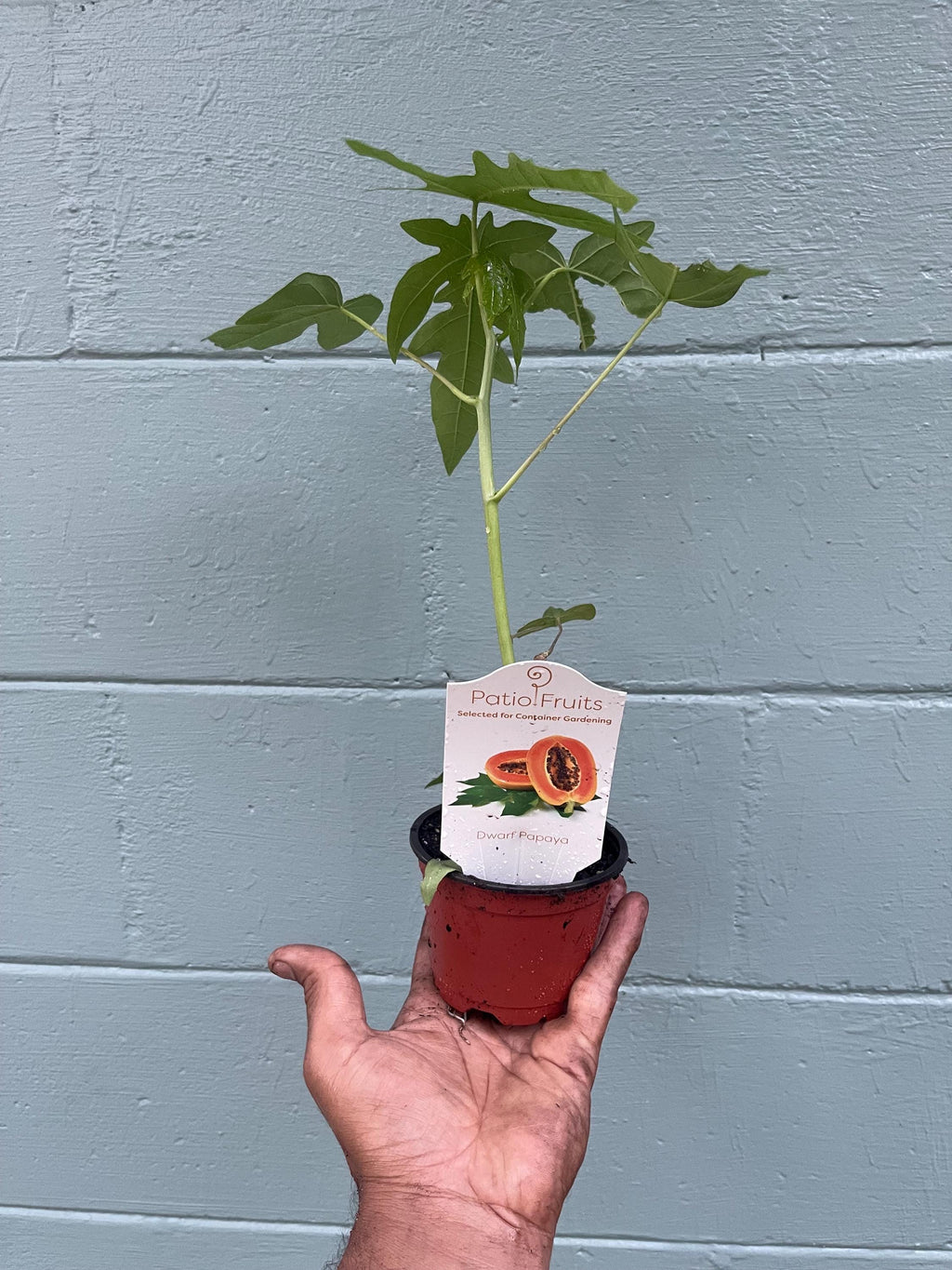 Dwarf Papaya Plant: Compact Tropical Fruit Tree for Pots