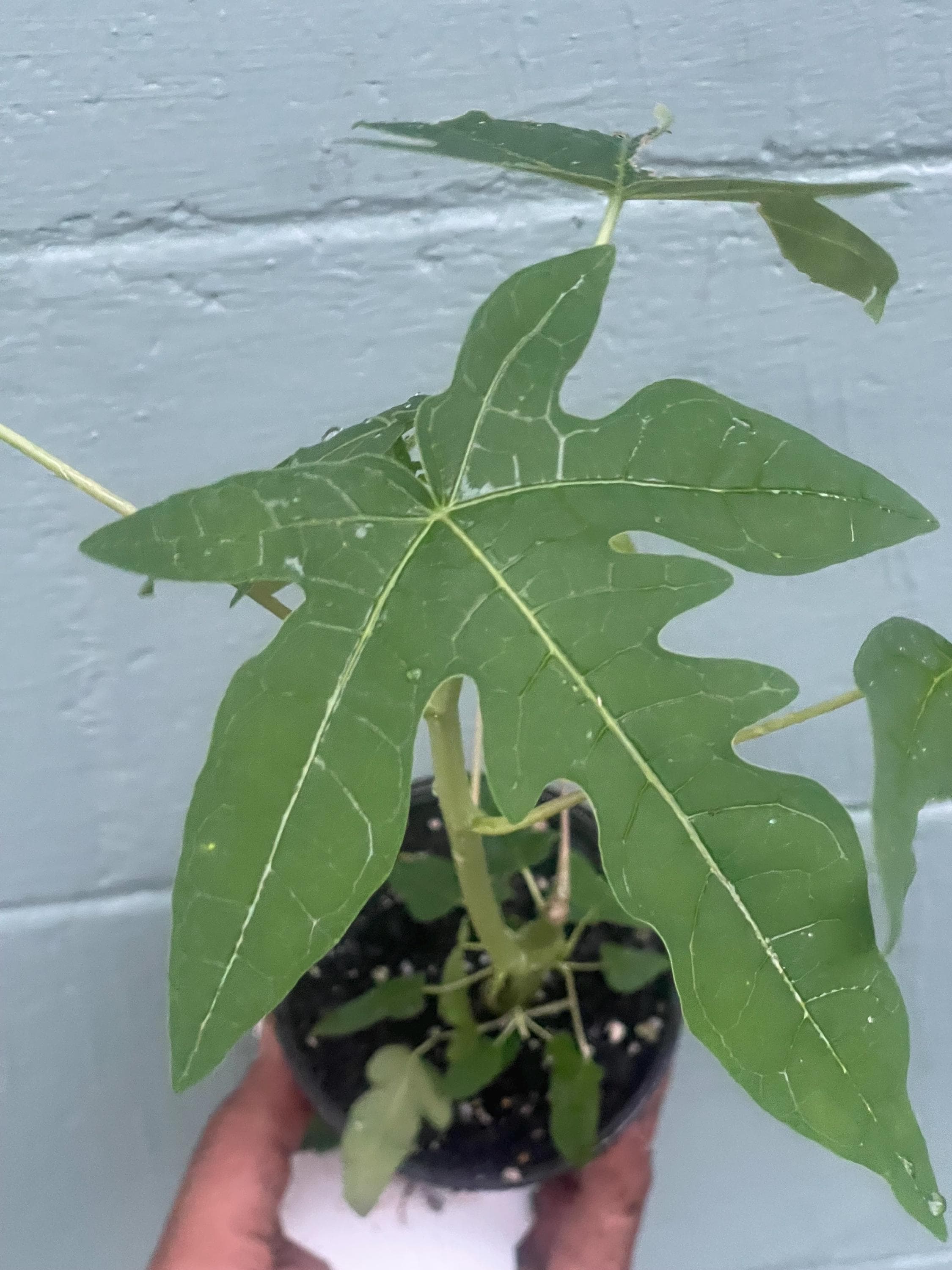 Dwarf Papaya Plant: Compact Tropical Fruit Tree for Pots