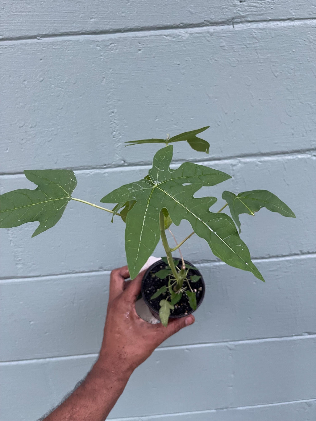Dwarf Papaya Plant: Compact Tropical Fruit Tree for Pots