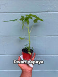 Dwarf Papaya Plant: Compact Tropical Fruit Tree for Pots