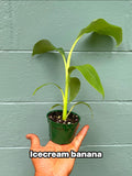 Ice Cream” Banana Plant – Delicious Vanilla-Cream Flavor | FL grown