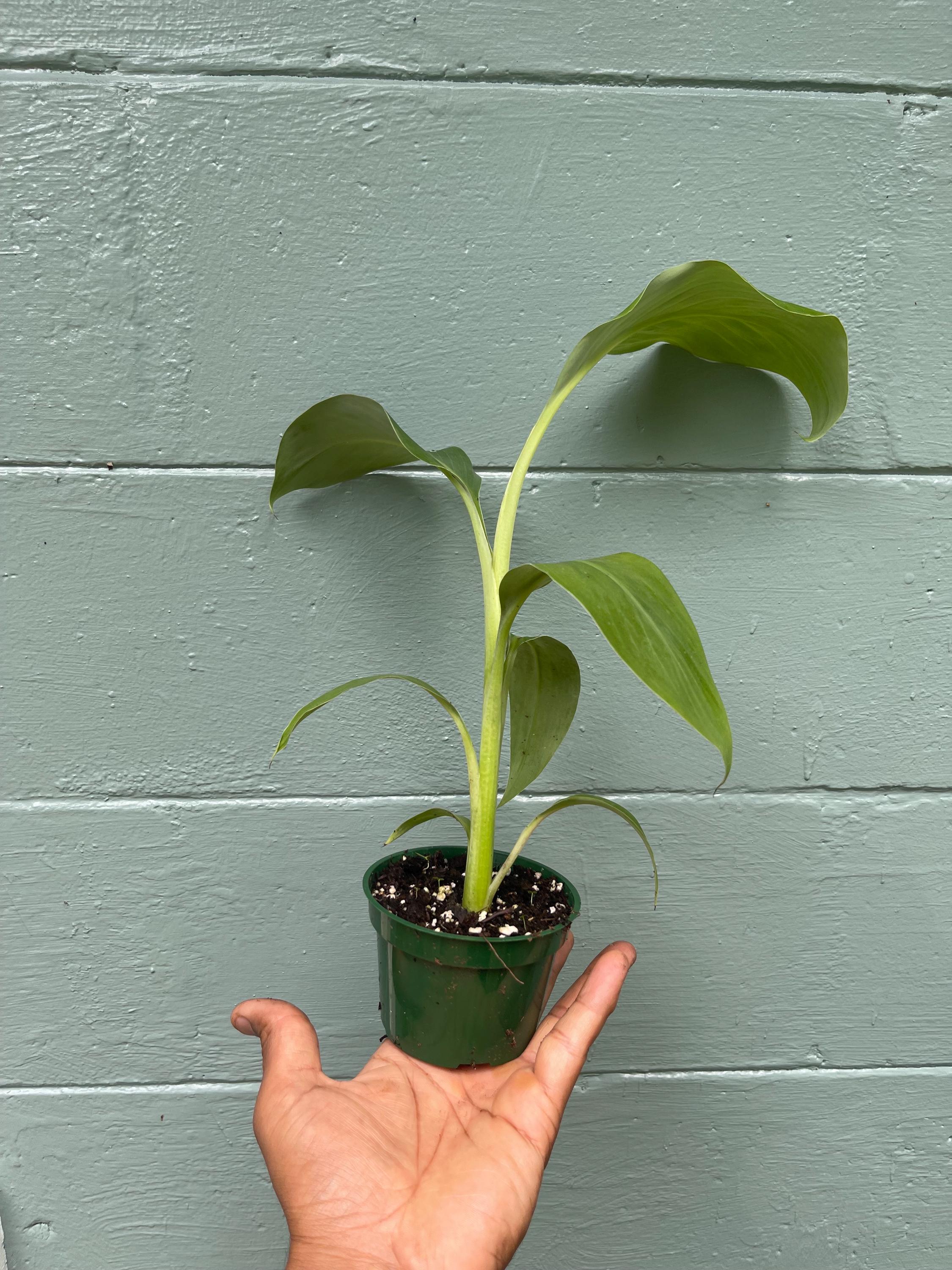 Ice Cream” Banana Plant – Delicious Vanilla-Cream Flavor | FL grown