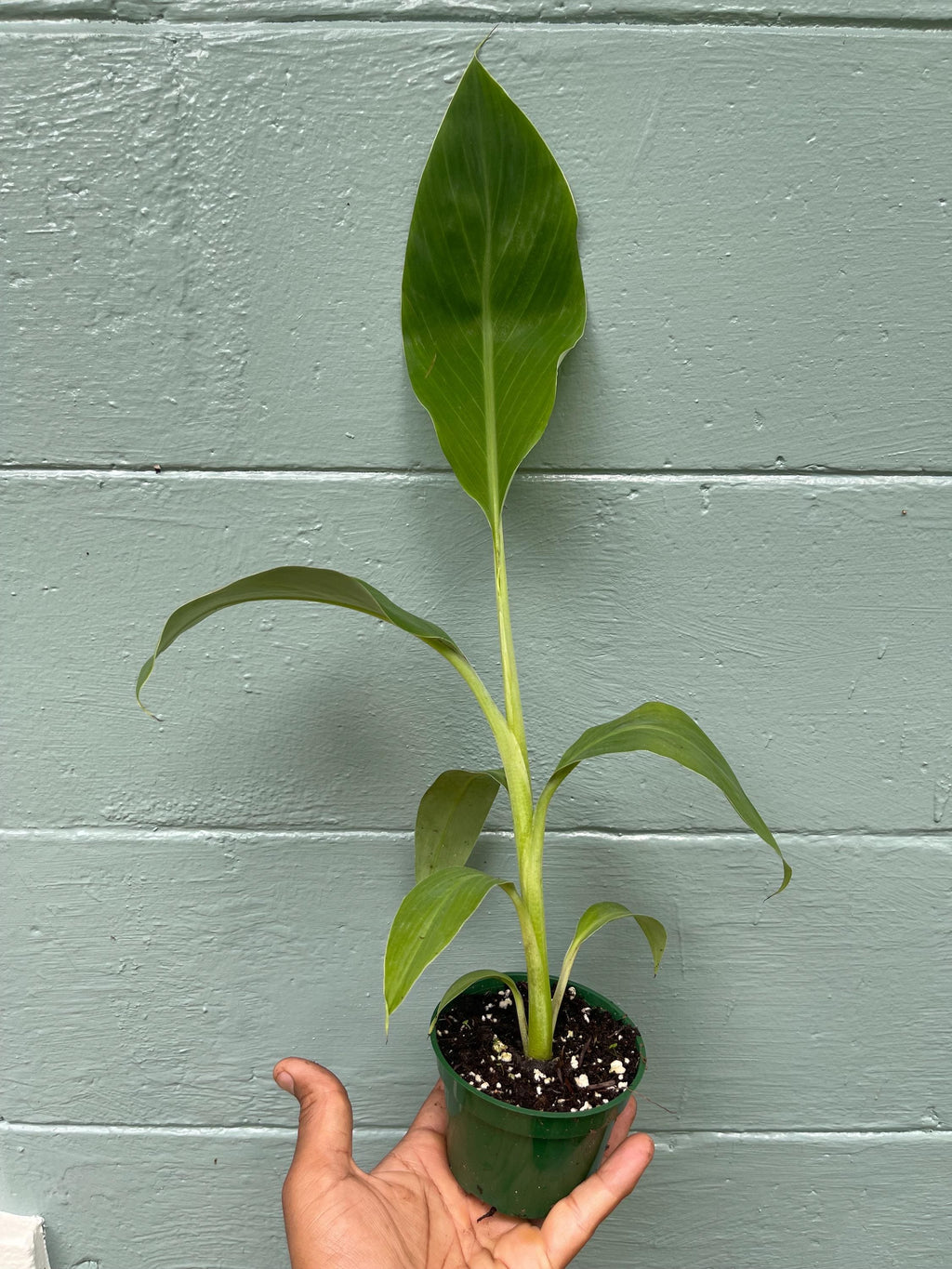 Ice Cream” Banana Plant – Delicious Vanilla-Cream Flavor | FL grown
