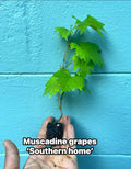 Southern Home Grape Vine: Live Muscadine Hybrid - Self Fertile