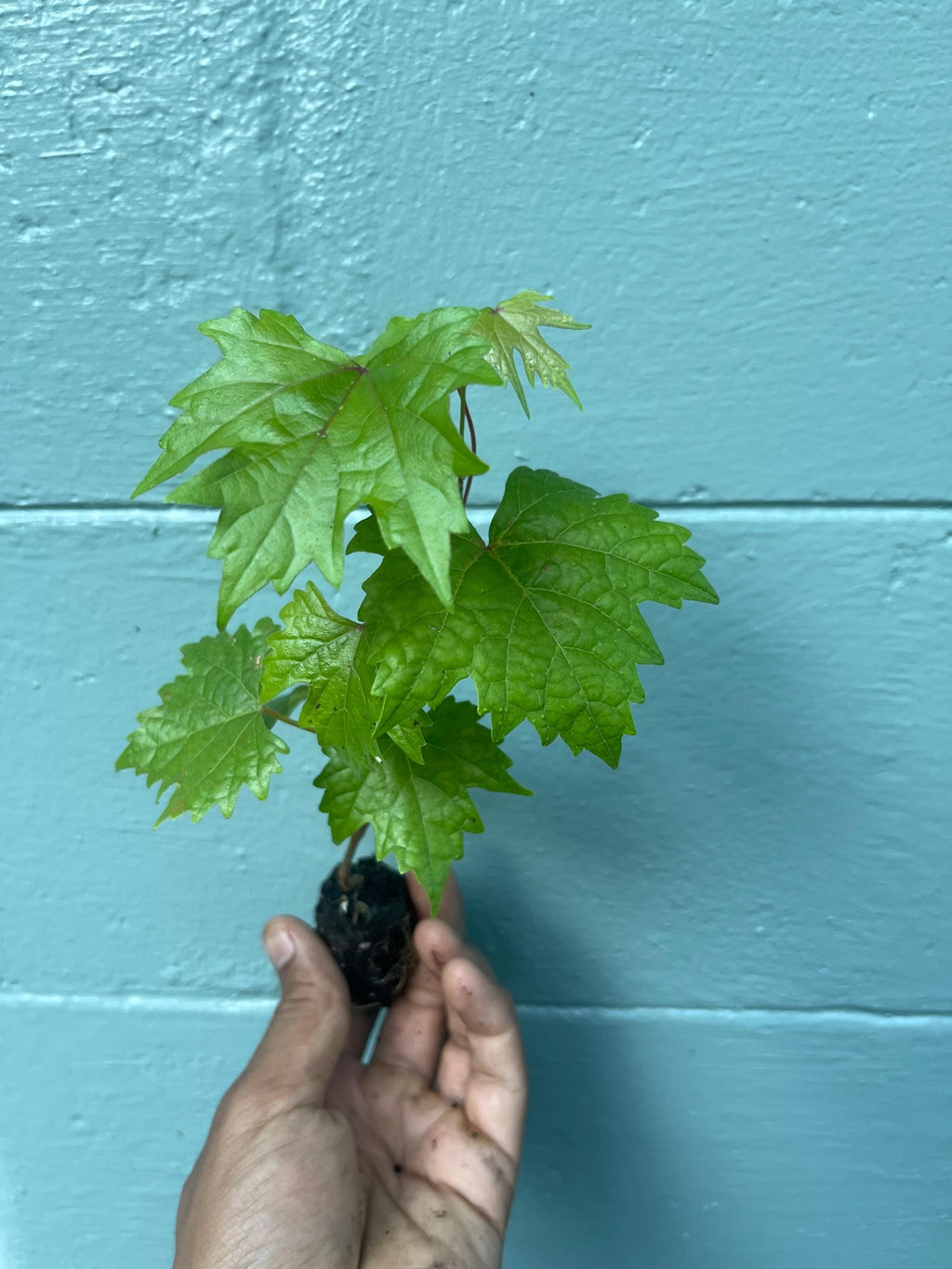 Southern Home Grape Vine: Live Muscadine Hybrid - Self Fertile