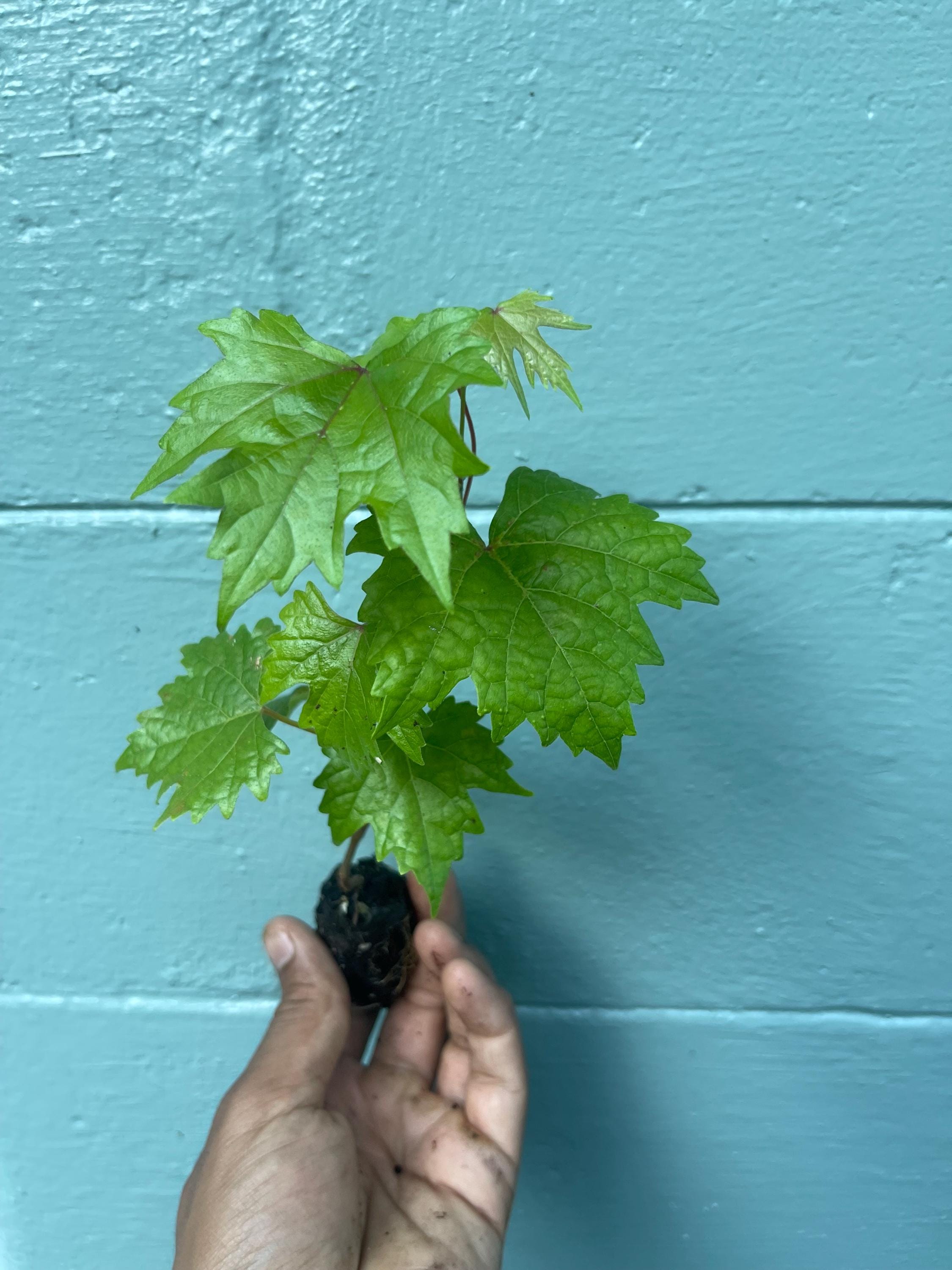 Southern Home Grape Vine: Live Muscadine Hybrid - Self Fertile