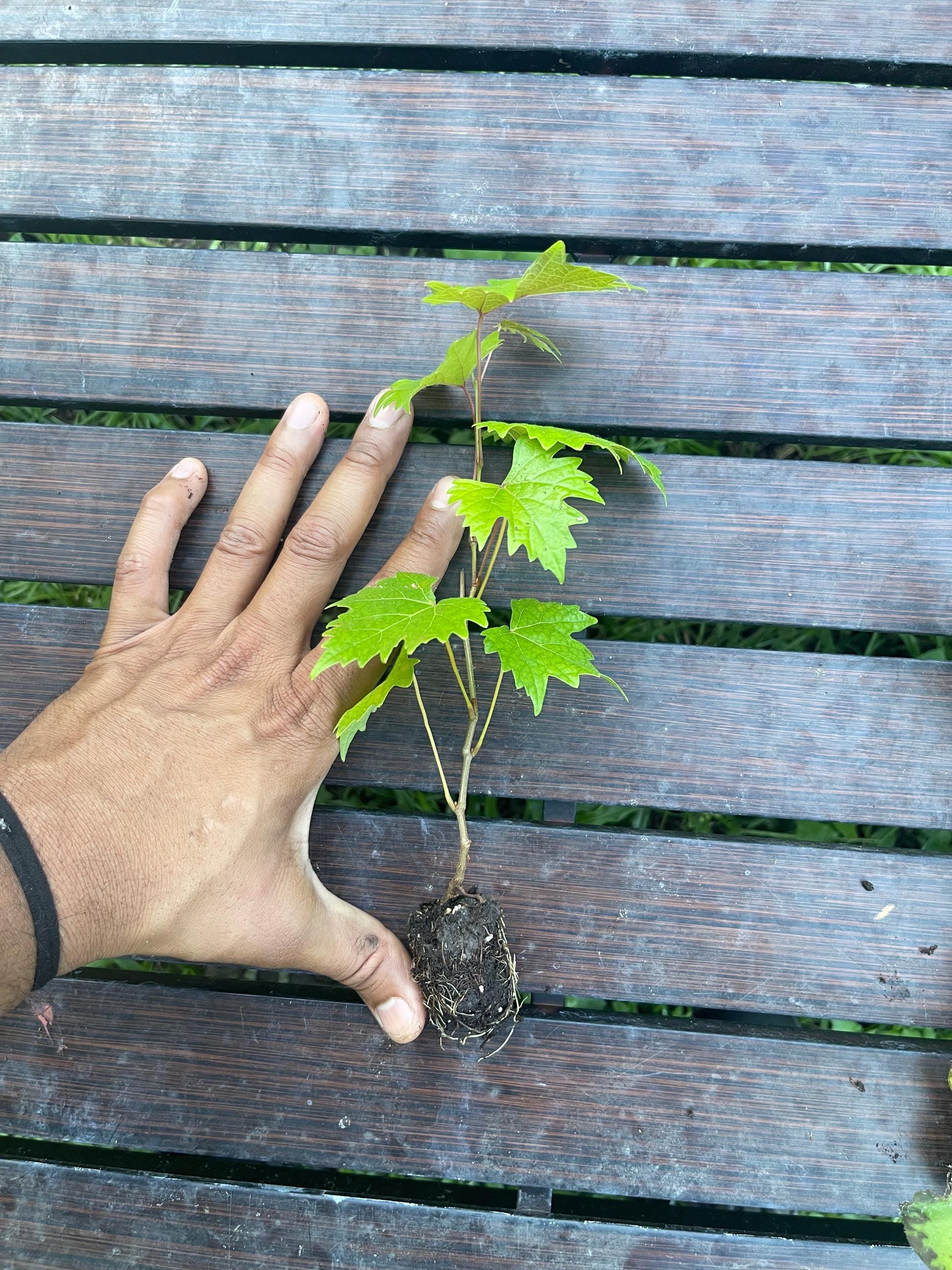 Southern Home Grape Vine: Live Muscadine Hybrid - Self Fertile