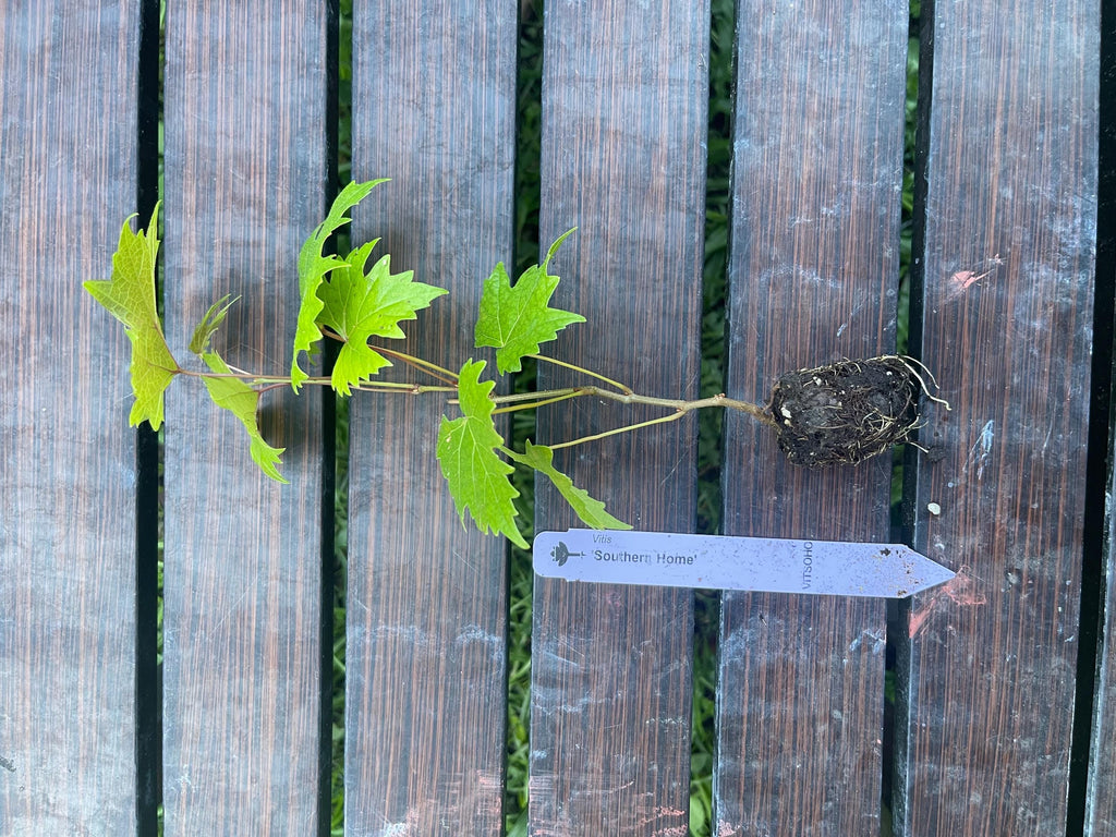 Southern Home Grape Vine: Live Muscadine Hybrid - Self Fertile