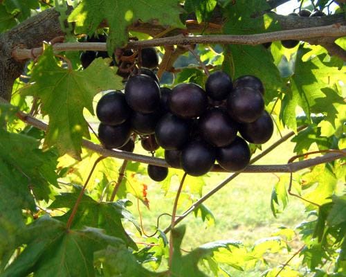 Southern Home Grape Vine: Live Muscadine Hybrid - Self Fertile