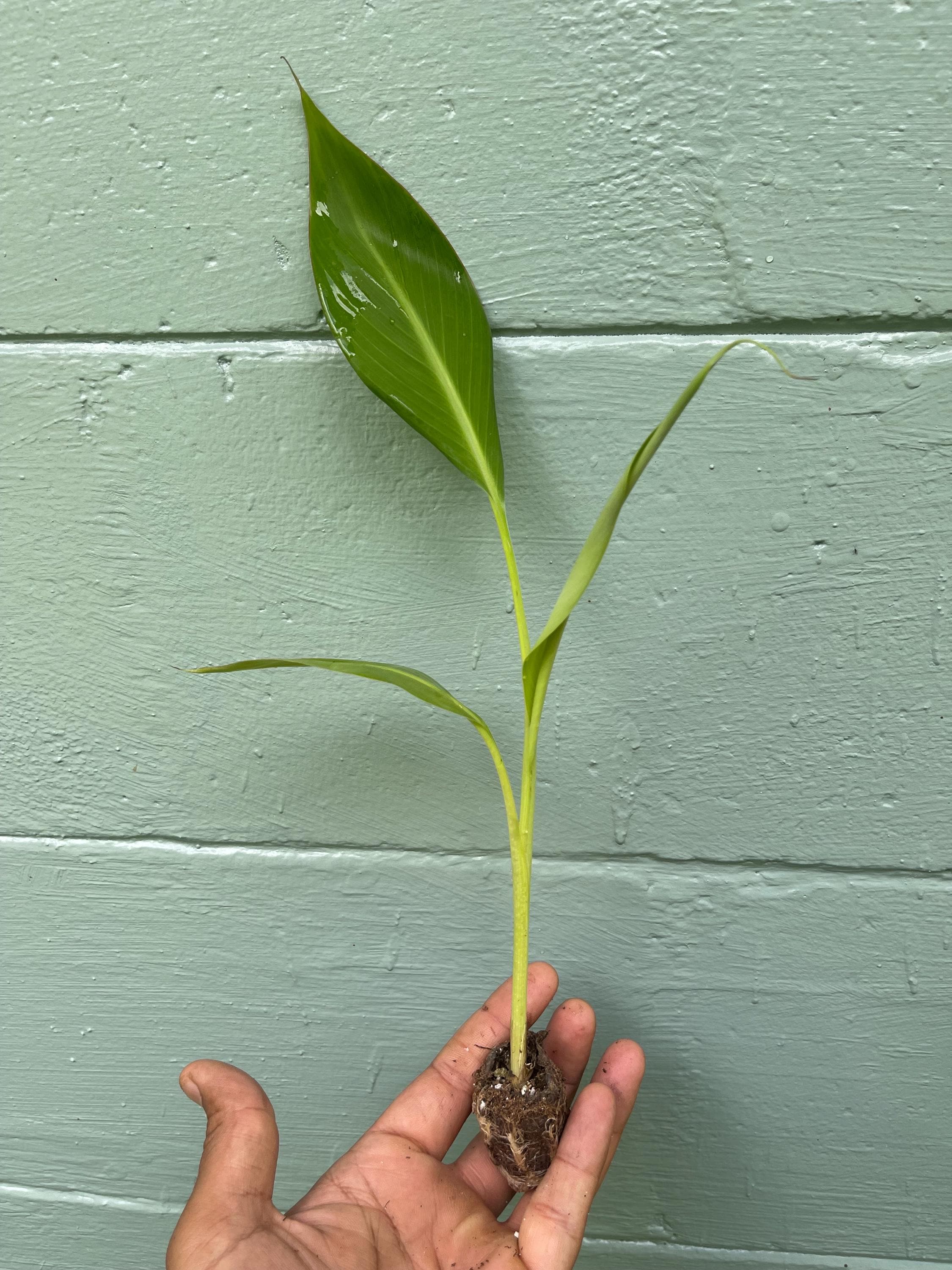 Ice Cream” Banana Plant – Delicious Vanilla-Cream Flavor | FL grown