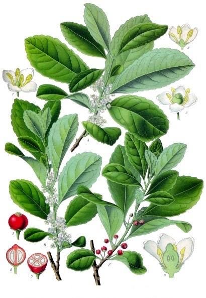 Yerba Mate Plant: Live Herbal Tea Starter Plug - Rare Evergreen Shrub