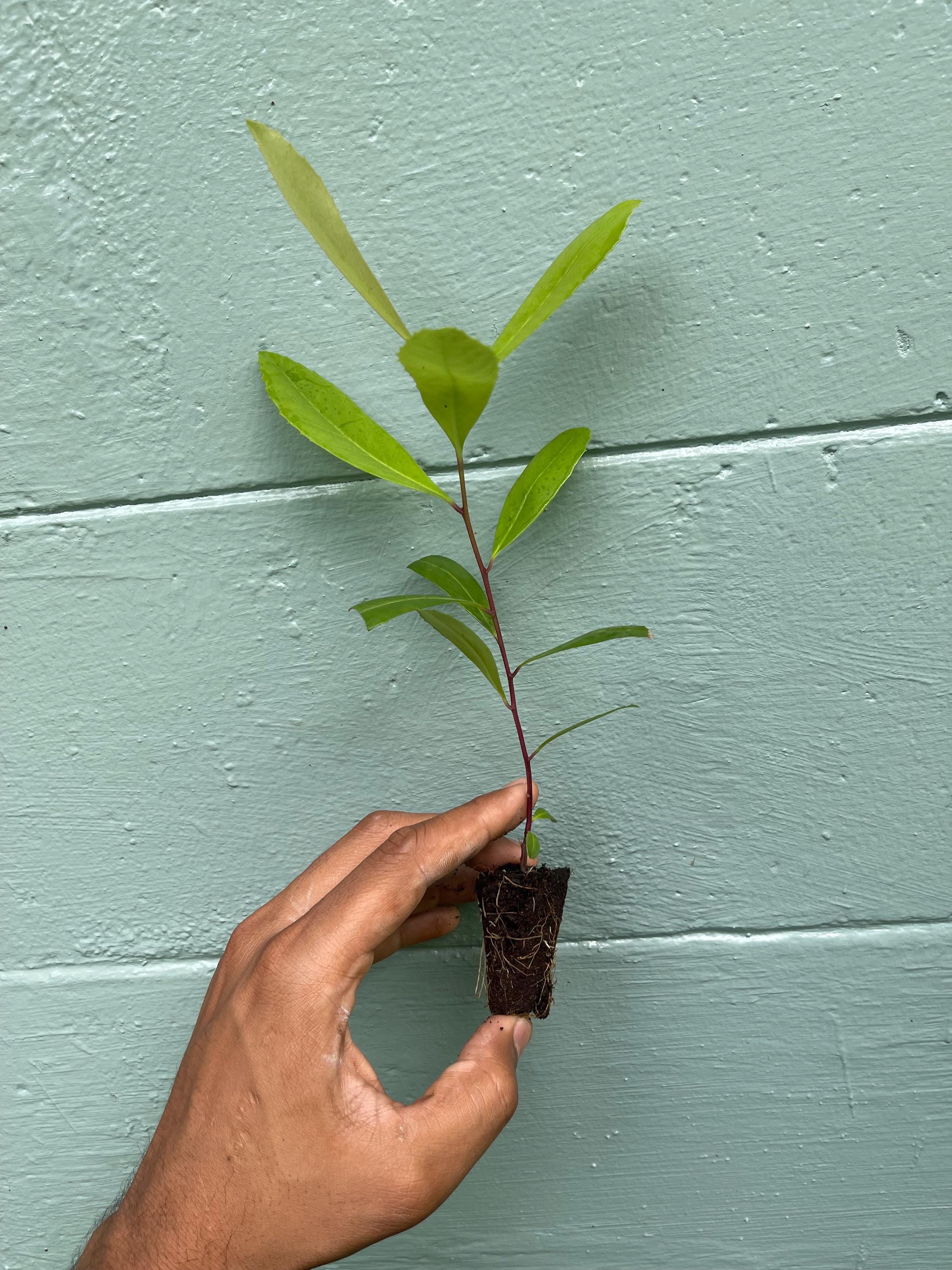 Yerba Mate Plant: Live Herbal Tea Starter Plug - Rare Evergreen Shrub