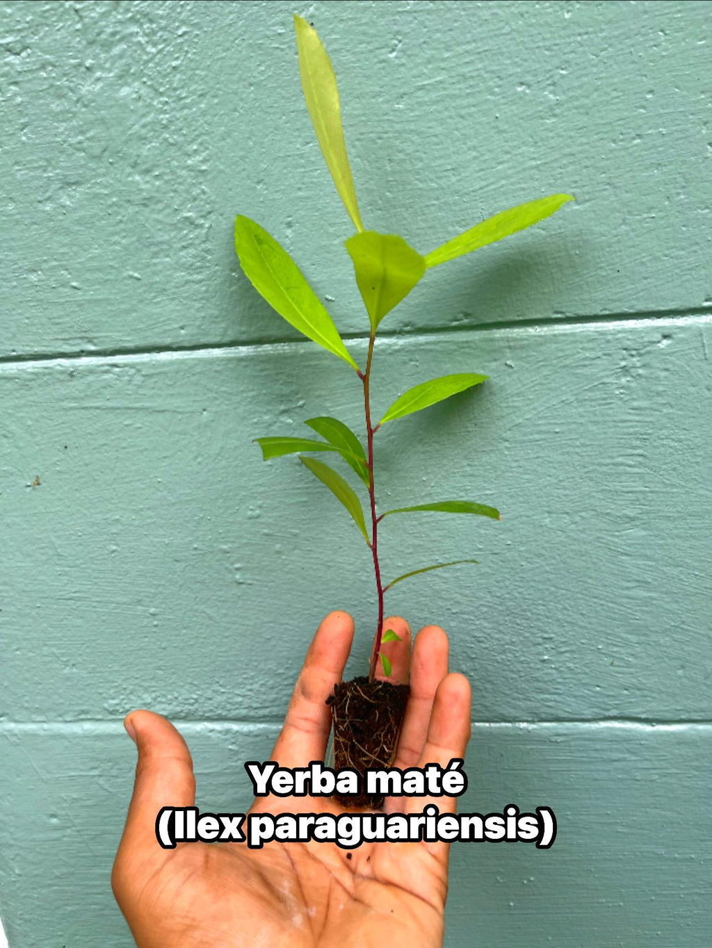 Yerba Mate Plant: Live Herbal Tea Starter Plug - Rare Evergreen Shrub