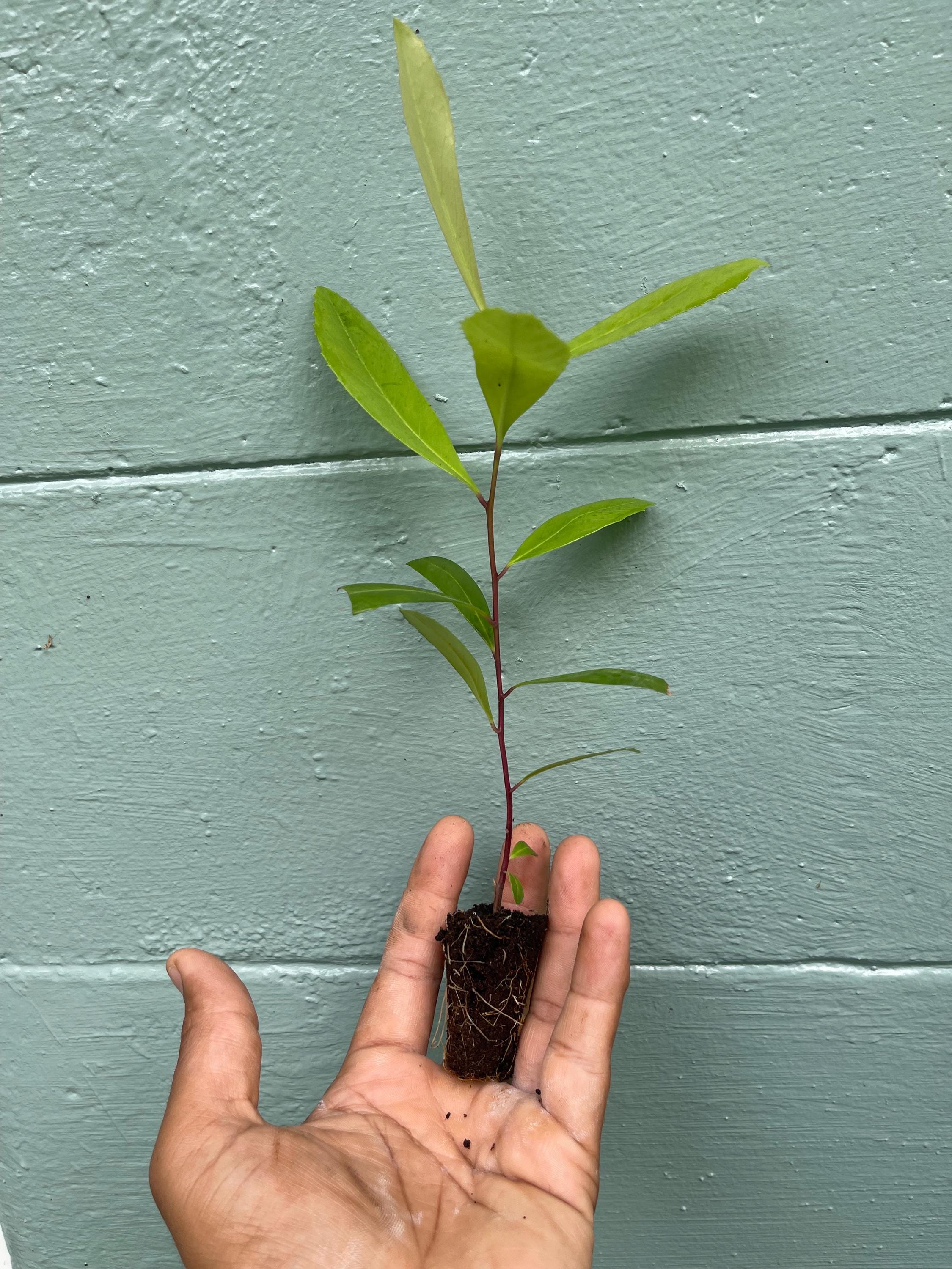 Yerba Mate Plant: Live Herbal Tea Starter Plug - Rare Evergreen Shrub