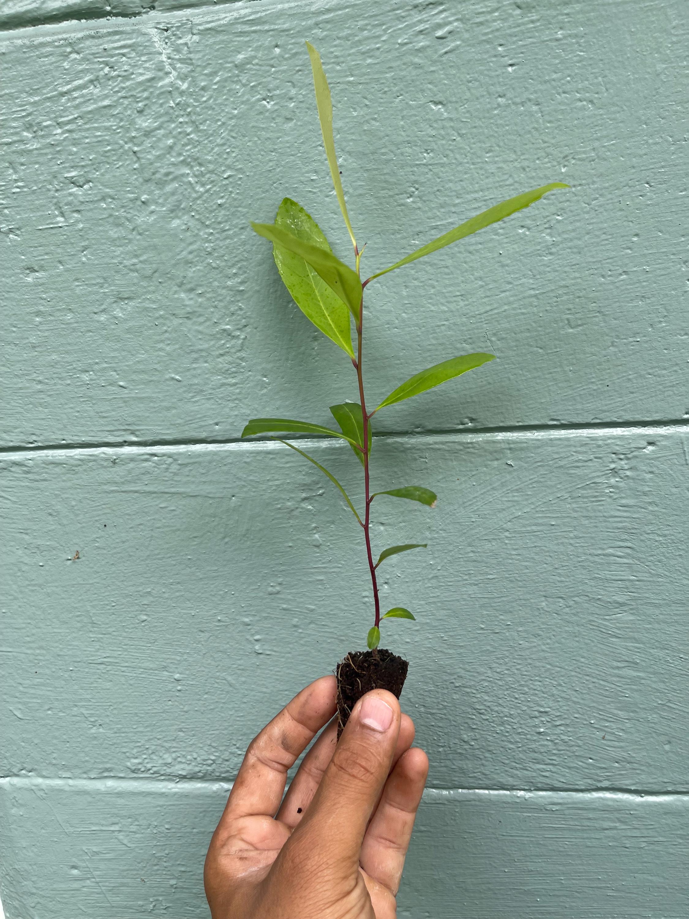 Yerba Mate Plant: Live Herbal Tea Starter Plug - Rare Evergreen Shrub