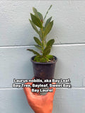 Bay Laurel Plant, Laurus Nobilis, Sweet Bay Tree, Edible Leaves