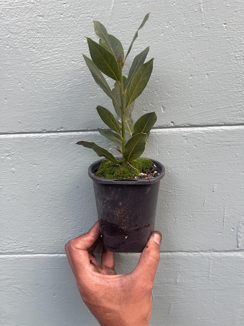 Bay Laurel Plant, Laurus Nobilis, Sweet Bay Tree, Edible Leaves